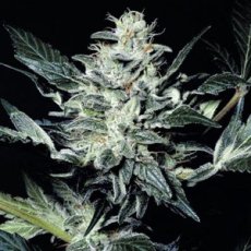 Sensi Star - 10 feminizowanych nasion Paradise Seeds