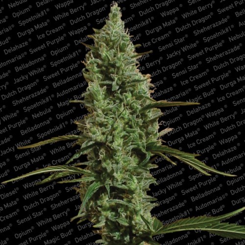 Atomical Haze - feminizované semená 10ks Paradise Seeds