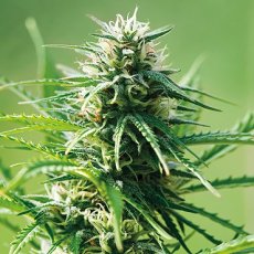 Sweet Tooth – feminizovaná semínka 5 ks Barney Farms