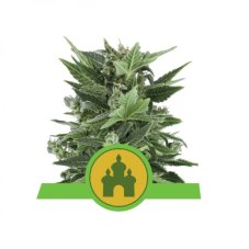 Royal Kush Automatic - nasiona autofloweringowe 5szt, Royal Queen Seeds