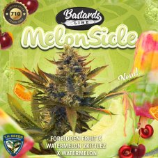 T.H. Seeds Melonsicle nasiona feminizowane, 5 szt.