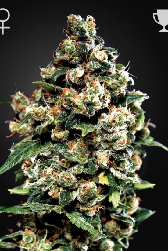Jack Herer - 3ks feminizovaná semienka Green House Seeds