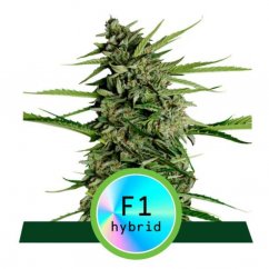 Orion F1 - autoflowering marijuana seeds 3pcs, Royal Queen Seeds