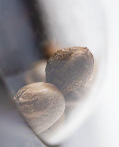 Malibu OG Gold - feminizované semena konope 10 ks, Sensi Seeds