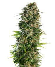 Hindu Kush - самоцъфтящи семена 10 бр., Sensi Seeds