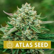 Froot By The Foot Auto - Autoflowering Marihuana Samen, 5Stck Atlas Seed