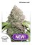 CBD Charlotte 's Angel® - feminizované semienka 5 ks Dutch Passion