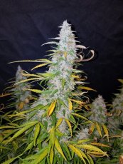 Californian Snow Auto - autoflowering marijuana seeds 10 pcs Fast Buds