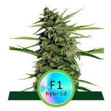 Orion F1 - autoflowering marijuana seeds 5pcs, Royal Queen Seeds