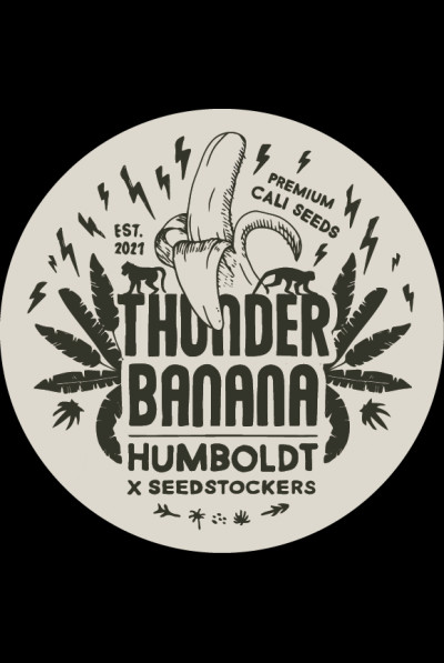 Thunder Banana - feminizované semena marihuany HumboldtXSeedstockers 3 ks