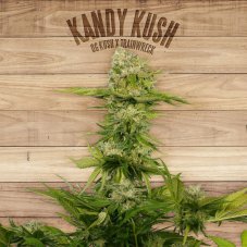 The Plant Organic Seeds Kandy Kush nasiona feminizowane