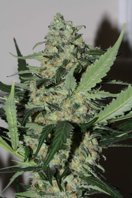 Green Poison – feminizovaná semínka 3ks Sweet Seeds