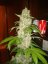 S.A.D. Auto – 5 ks autoflowering semena  Sweet Seeds