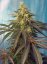 Cream Caramel CBD - feminisierte Samen 5 Stück Sweet Seeds