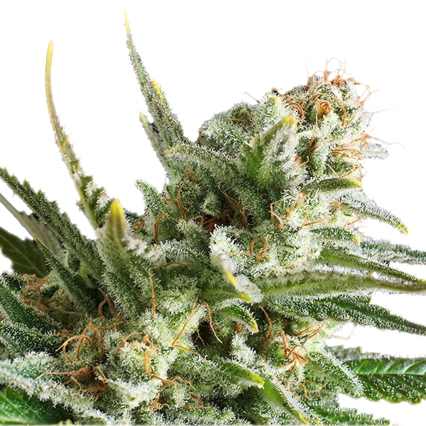 Amnesia Haze - feminizovaná semínka 3 ks Royal Queen Seeds