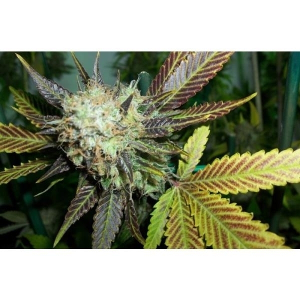 Lucid Bolt - 5 ks feminizovaná semínka Paradise Seeds