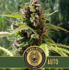 Blimburn Seeds Mamba Negra Auto samonakvétací semena, 3 ks