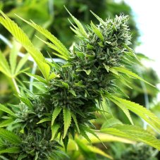 Humboldt Seeds Banana Sapphire feminizované semená
