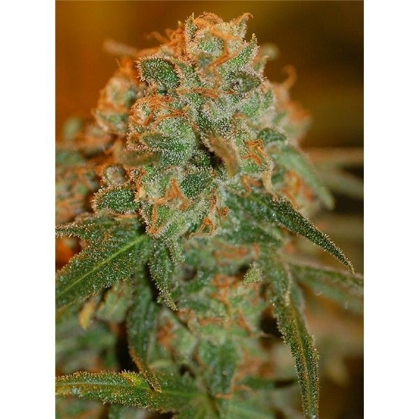 Lemon Skunk 5 ks (Indoor), feminozované Green House Seeds