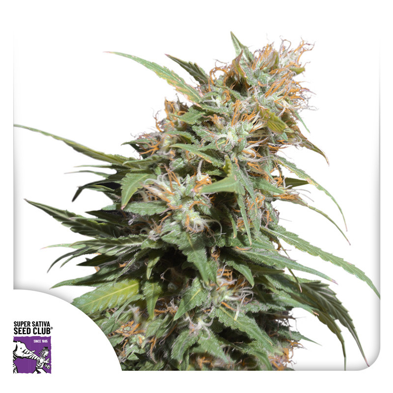 Pineapple Poison - feminizovaná semena 8 ks, Super Sativa Seed Club