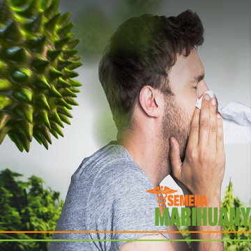 Allergie auf medizinisches Cannabis