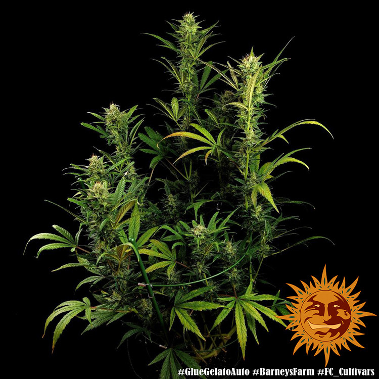 Glue Gelato Auto - autoflowering semena marihuany 5 ks Barney´s Farm