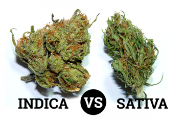 Critique of the effects of Cannabis sativa and Cannabis indica - a survey of medical cannabis users