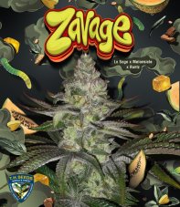 T.H. Seeds Zavage feminizované semená