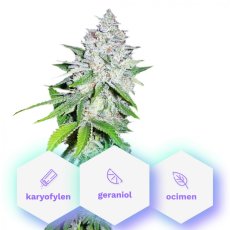 Auto Galaxy - 10pcs autoflowering seeds Cannapio