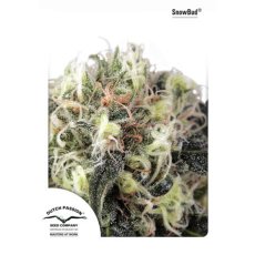 Snow Bud - semi femminizzati 3 pezzi Dutch Passion