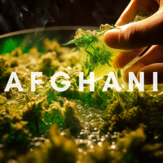 Afghani - Indian hemp with rich resin production and relaxing effects