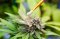 Hemp Pollen: How to Collect, Store, and Use It?