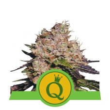 Purple Queen Automatic -  samokvitnúce semienka 3 ks Royal Queen Seeds