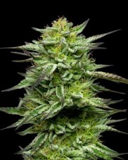 Humboldt Seed Company Mountaintop Mint feminizované semená