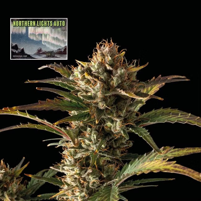 Northern Lights Auto - autoflowering marijuana seeds, 3pcs Seedsman