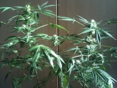 Black Jack Auto – 10 ks autoflowering semínek Sweet Seeds