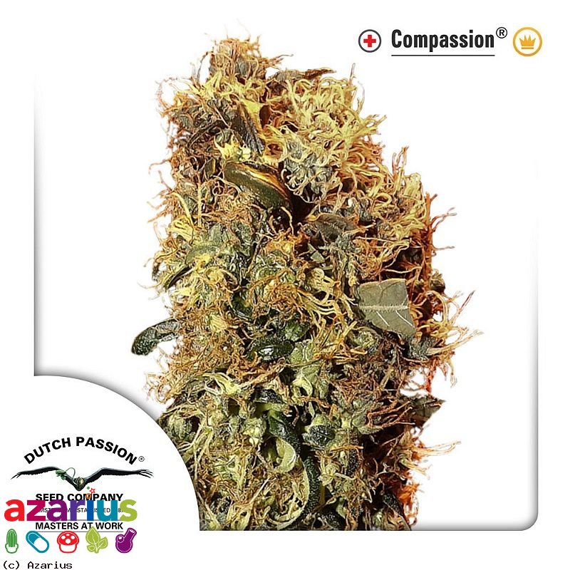 ComPassion®- feminizované semienka 3ks Dutch Passion