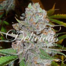 Delicious Seeds La Diva Auto samonakvétací semena
