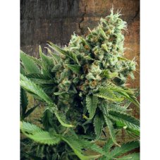 Auto White Widow - feminisierte und selbstblühende Samen 5 Stück Ministry Of Cannabis