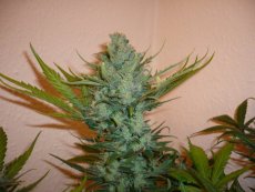 Northern Lights n.5 x Haze - feminized seeds 5 pcs Sensi Seeds