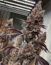 Solfire Gardens Bahama Bussdown feminized seeds