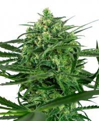 Sensi Amnesia - feminized cannabis seeds 3 pcs, Sensi Seeds