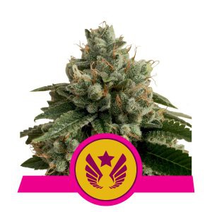 Legendary Punch - feminizovaná semienka 5 ks Royal Queen Seeds