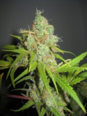 NL5 x Haze - Standardized seeds 18 pcs Mr. Nice