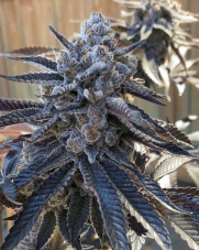 Solfire Gardens Bahama Berry feminized seeds
