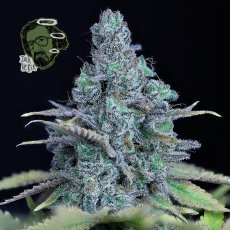 Jack Herer Feminizované Semená - 3