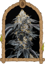 Quicklato Sherbet - feminizované semená, 10 ks, Exotic Seed