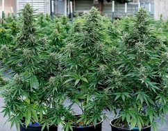 Cosmos F1 - autoflowering CBD marijuana seeds 5pcs, Royal Queen Seeds