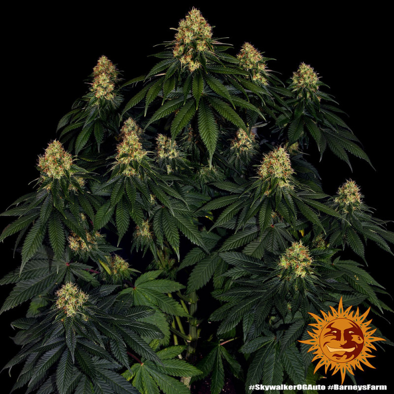 Skywalker OG Auto - autoflowering semená marihuany 5 ks Barney´s Farm