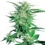 Big Bud - 5 ks feminizovaná semínka Sensi Seeds